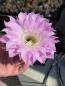 Preview: Echinopsis Hybr. lila